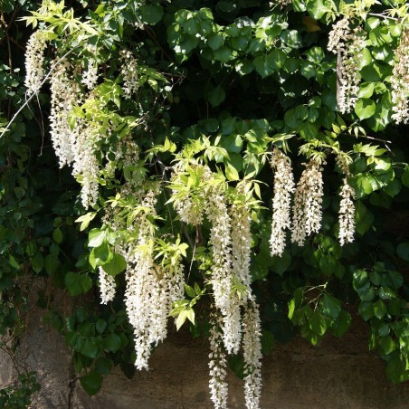 Glycine de Chine blanche