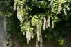 Glycine de Chine blanche