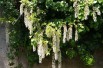 White chinese wisteria