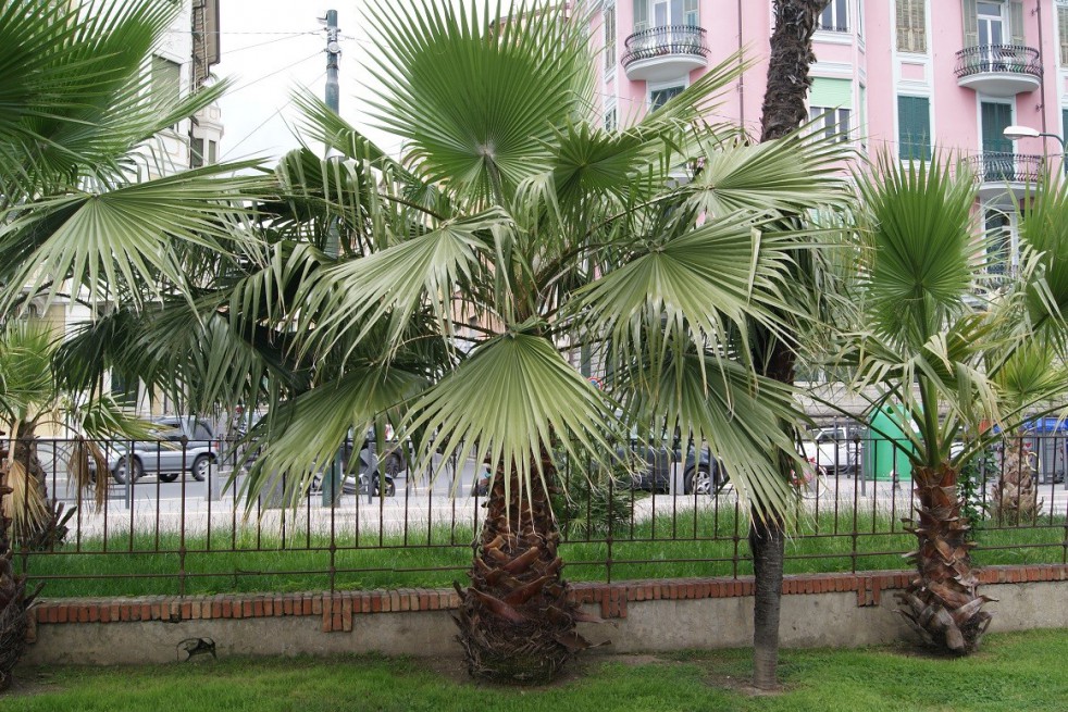 Mexican fan palm