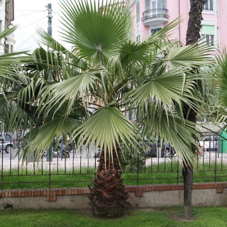 Palmier du Mexique