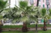 Mexican fan palm