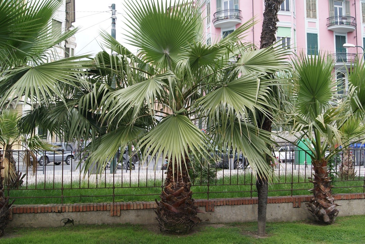 Palmier du Mexique - Washingtonia Robusta