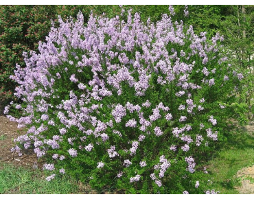 Lilas de Perse lacinié (Liné1, CC BY-SA 3.0 , via Wikimedia Commons)