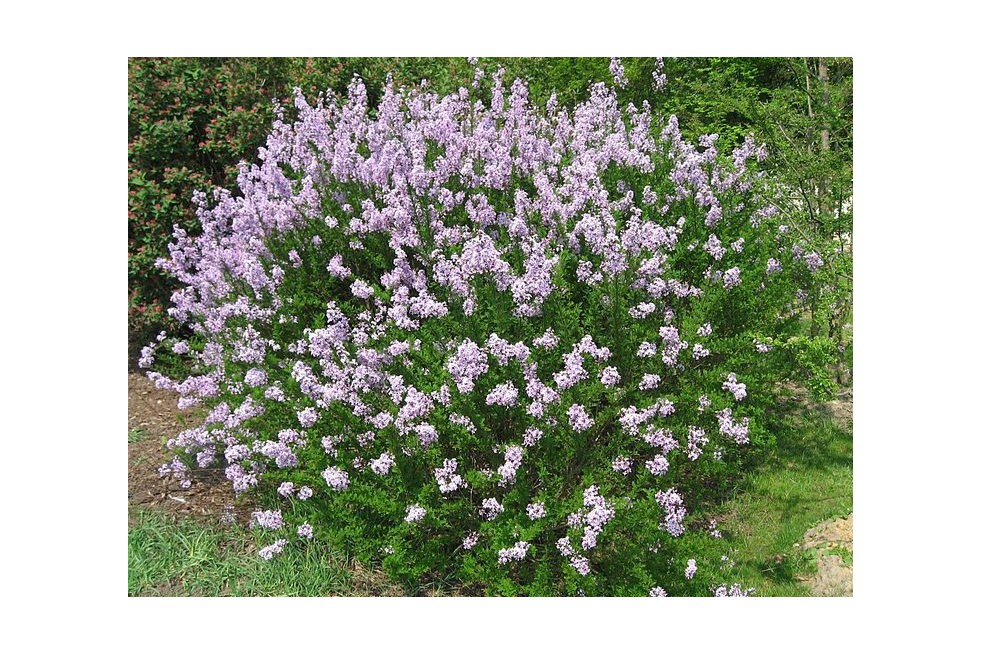 Feathered Persian lilac (Liné1, CC BY-SA 3.0 , via Wikimedia Commons)