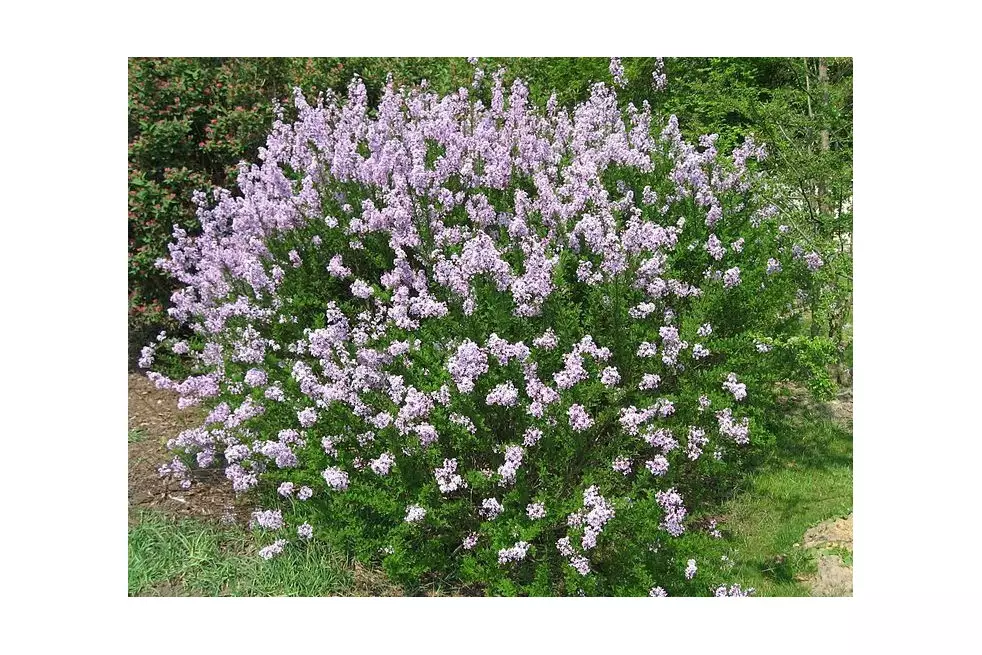 Feathered Persian lilac (Liné1, CC BY-SA 3.0 , via Wikimedia Commons)