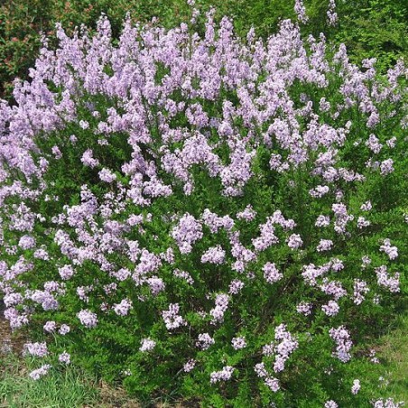 Feathered Persian lilac (Liné1, CC BY-SA 3.0 , via Wikimedia Commons)