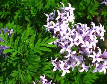 Lilas de Perse lacinié (Liné1, CC BY-SA 3.0 , via Wikimedia Commons)