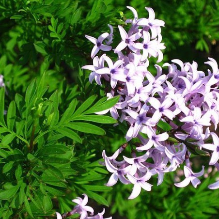 Feathered Persian lilac (Liné1, CC BY-SA 3.0 , via Wikimedia Commons)