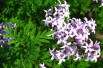 Feathered Persian lilac (Liné1, CC BY-SA 3.0 , via Wikimedia Commons)