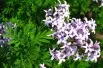 Feathered Persian lilac (Liné1, CC BY-SA 3.0 , via Wikimedia Commons)