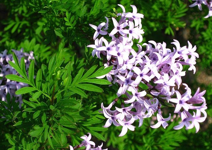 Feathered Persian lilac