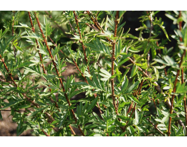 Feathered Persian lilac(jardins du Monde.be)