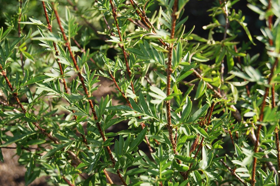 Feathered Persian lilac(jardins du Monde.be)