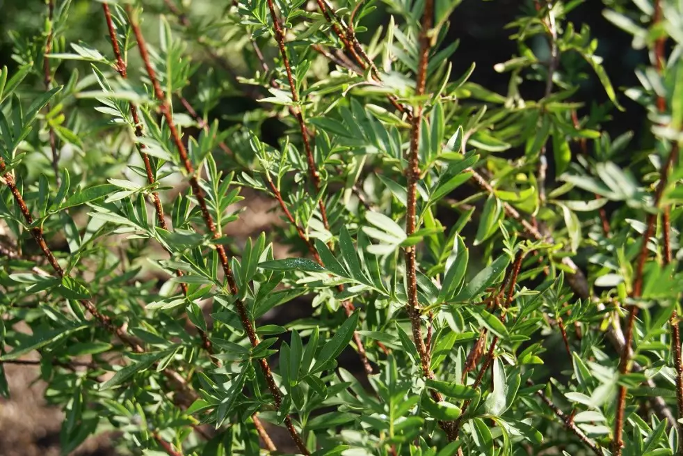 Feathered Persian lilac(jardins du Monde.be)
