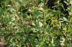 Feathered Persian lilac(jardins du Monde.be)