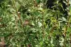 Feathered Persian lilac(jardins du Monde.be)