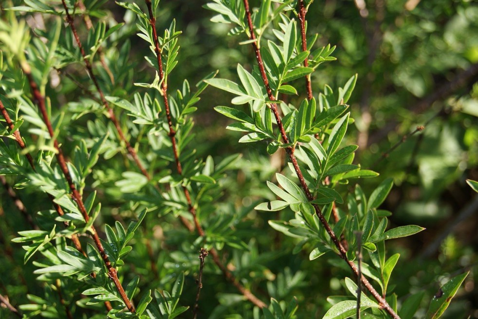 Feathered Persian lilac (jardins du Monde.be)