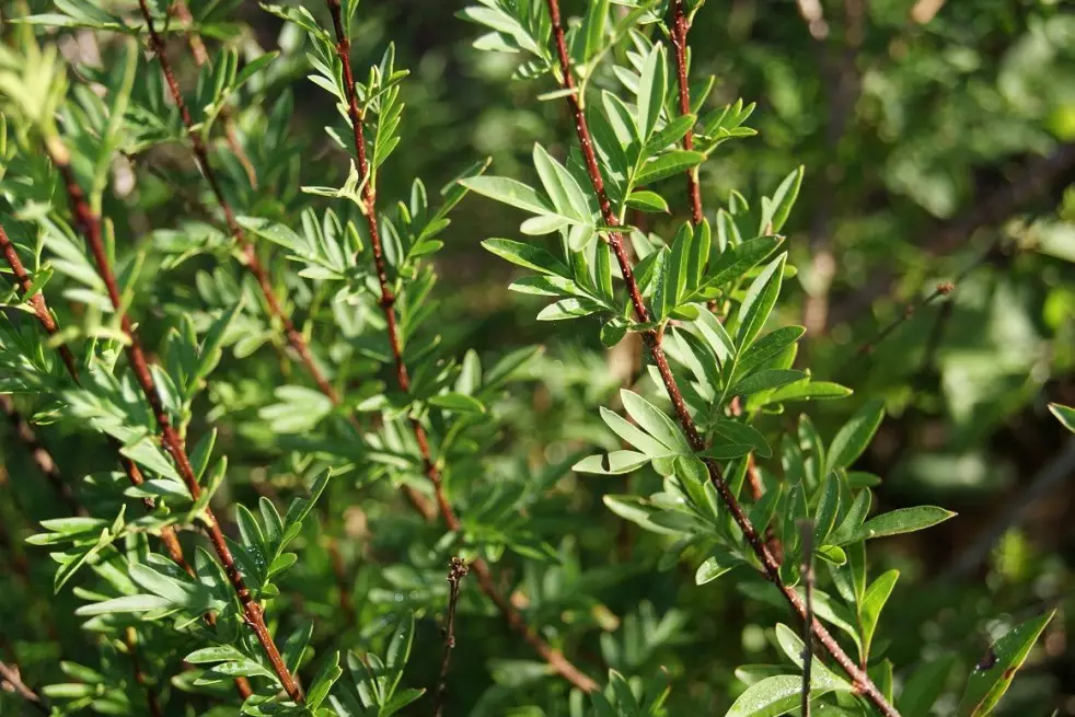 Feathered Persian lilac (jardins du Monde.be)
