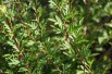 Feathered Persian lilac (jardins du Monde.be)