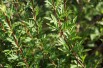 Lilas de Perse lacinié (jardins du Monde.be)