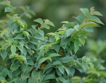 Dutch elm Jacqueline Hillier
