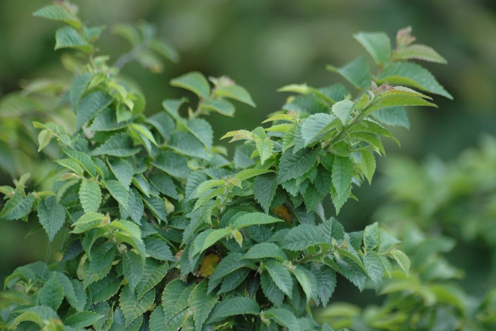 Dutch elm Jacqueline Hillier
