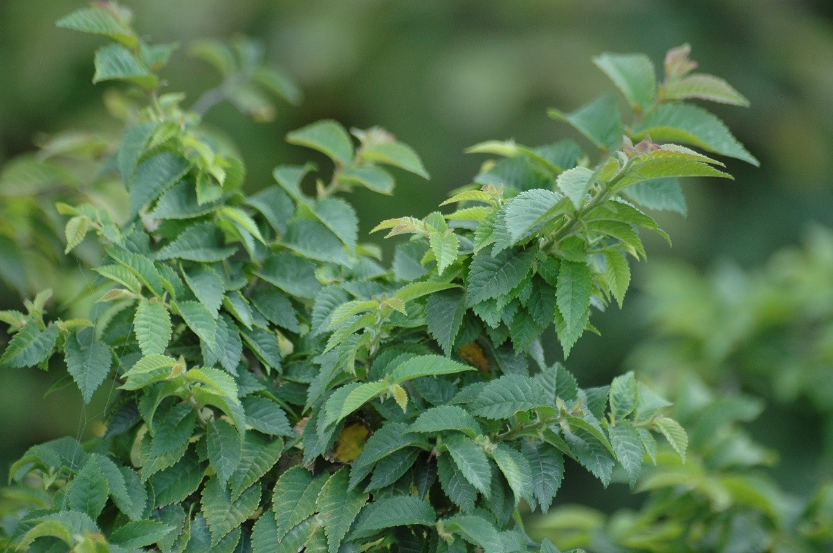 Feldulme Jacqueline Hillier - Ulmus minor Jacqueline Hillier