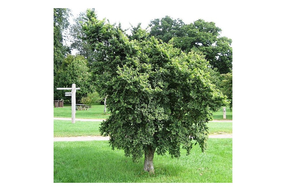 Dutch elm Jacqueline Hillier(Nijboer, CC0, via Wikimedia Commons)