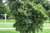 Dutch elm Jacqueline Hillier(Nijboer, CC0, via Wikimedia Commons)