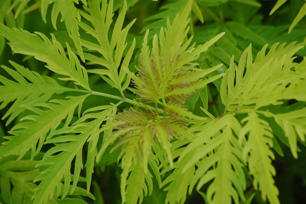 Elderberry Plumosa Aurea