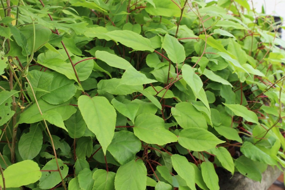 Weiki hardy kiwi vine (male)