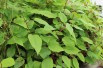 Kiwi de Sibérie Weiki (mâle)