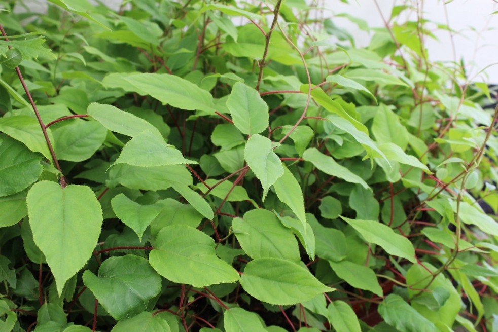 Weiki hardy kiwi vine (male)