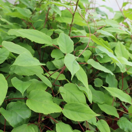 Weiki hardy kiwi vine (male)