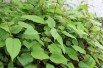 Kiwi de Sibérie Weiki (mâle)