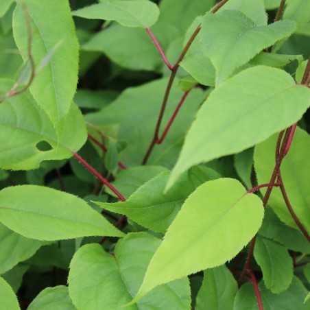 Weiki hardy kiwi vine (male)