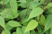 Weiki hardy kiwi vine (male)