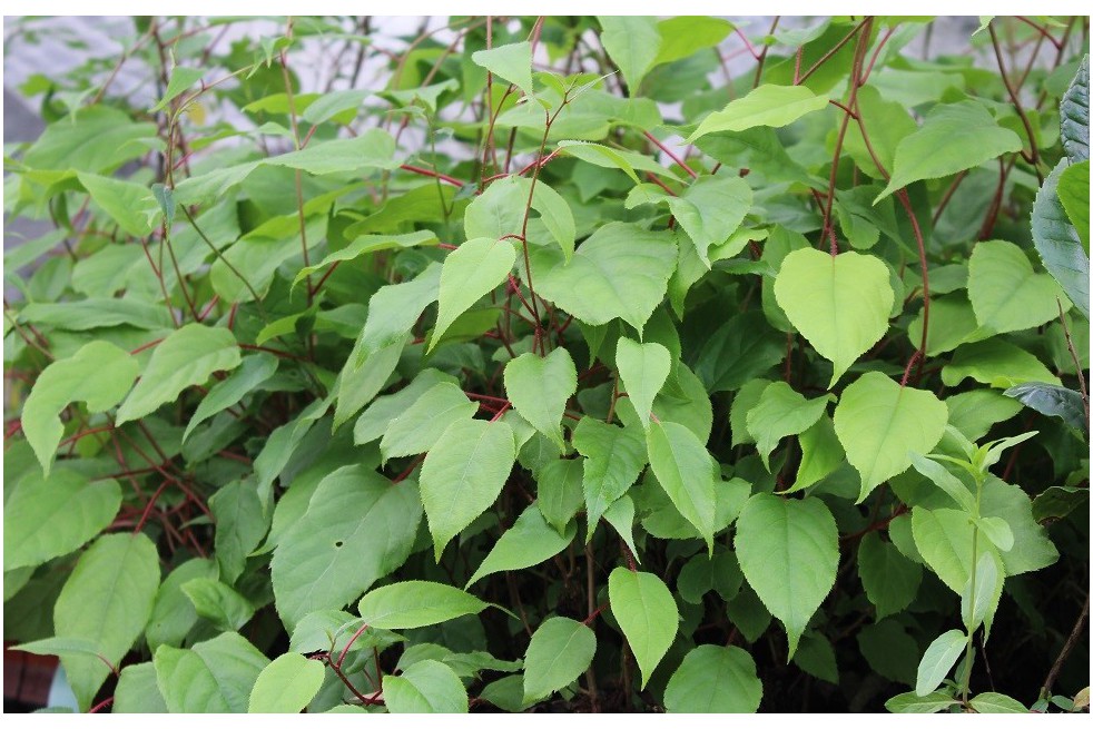 Weiki hardy kiwi vine (male)