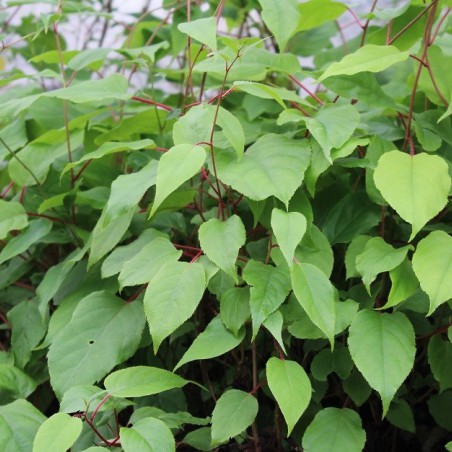 Weiki hardy kiwi vine (male)