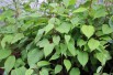Kiwi de Sibérie Weiki (mâle)