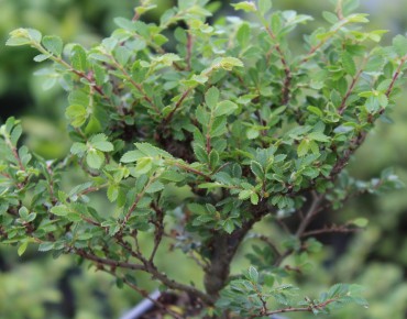 Chinese Elm Seiju- Jardins du Monde.be