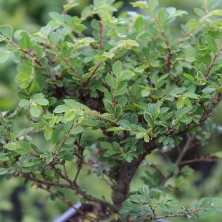 Orme de Chine nain - Jardins du Monde.be