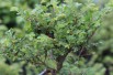 Orme de Chine nain - Jardins du Monde.be