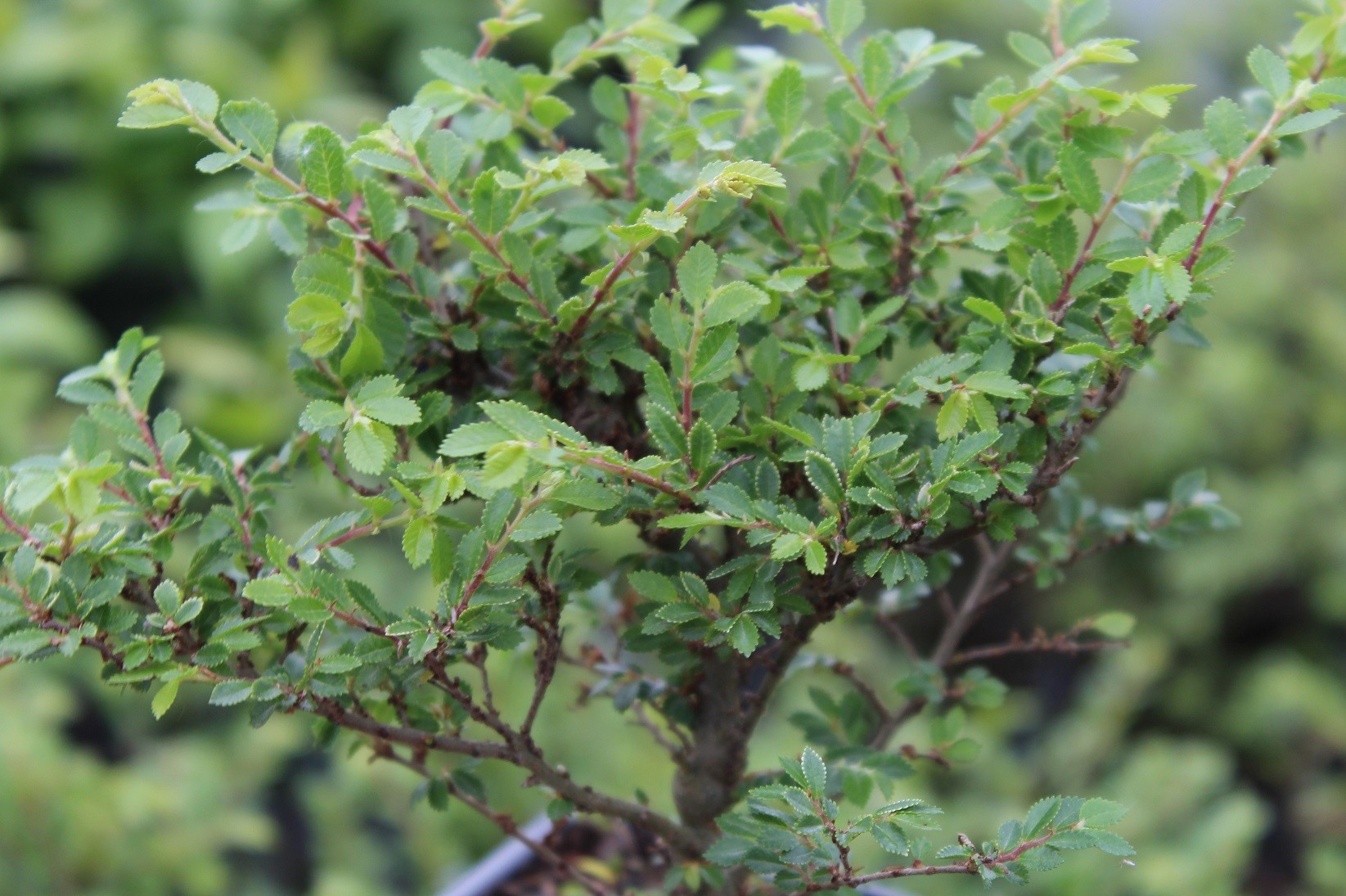 Chinese Elm Seiju