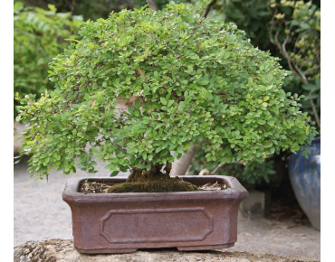 Orme de Chine nain - Jardins du Monde.be