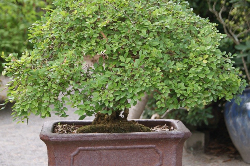 Chinese Elm Seiju- Jardins du Monde.be