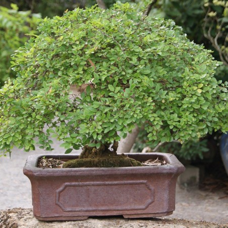 Orme de Chine nain - Jardins du Monde.be