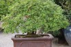 Chinese Elm Seiju- Jardins du Monde.be