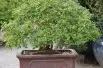 Chinese Iep Seiju- Jardins du Monde.be